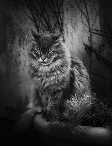 gatto, occhi, pelo, bianconero, baffi, muso, peli, vaso, animale