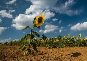 nuvole, girasole, cielo, girasoli, campo, terra, foglie, giallo, fiori, fiore, ombra, petali, zolle