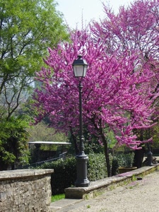 fiori, lampione, alberi, rosa, muretto, verde, siepe, primavera, rami, parco, viola, albero, giardino
