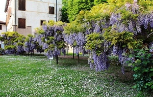 fiori, viola, glicine, prato, giardino, piante, verde, margherite, finestre, erba, foglie, case, casa, pianta