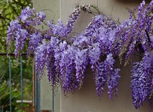 viola, glicine, fiori, muro, grappoli, ringhiera, lilla, verde, petali, fiore, rampicante, rami, ferro, pianta