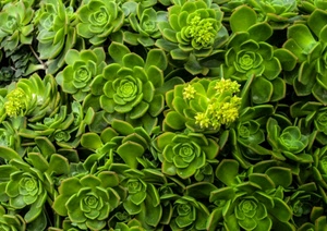 verde, piante, foglie, grasse, fiori, giallo, frattali, grassa, pianta