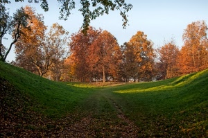 alberi, verde, foglie, prato, autunno, bosco, campagna, rami