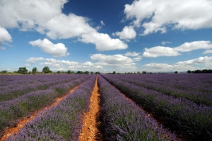 lavanda, viola, nuvole, cielo, piante, filari, file, fiori