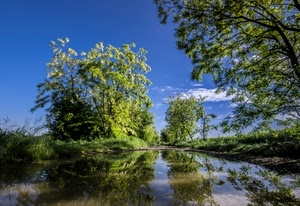alberi, acqua, verde, riflesso, cielo, lago, riflessi, foglie, nuvole