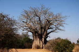 rami, albero, tronco, cielo, piante, cespugli, verde, alberi