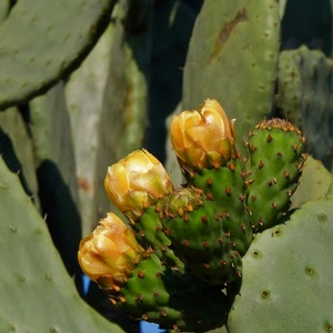 verde, giallo, spine, fiori, pianta, fico, grassa, foglie, cactus, frutti, fichi