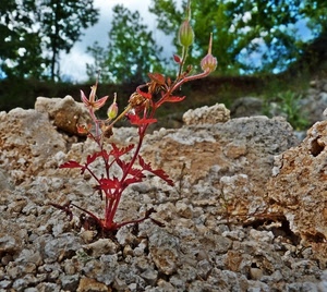 pianta, sassi, rosso, alberi, foglie, pietre, boccioli, rocce, verde