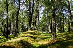 bosco, alberi, verde, rami, erba, abeti, ombra, piante, tronchi