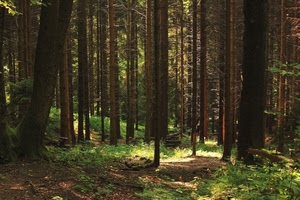 alberi, bosco, tronchi, erba, ombre, verde, rami, piante, luce