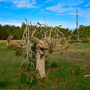 rami, albero, erba, verde, cielo, nuvole, campo, prato, tronco, alberi