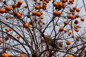 rami, gatto, cachi, albero, frutta, arancione, cielo, frutti, pianta, autunno, animale