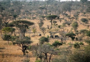 alberi, savana, verde, animali, piante, deserto, paesaggio, rinoceronti, africa, bosco