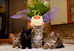 gatti, quattro, fiori, torta, animali, nero, compleanno, gattini