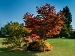 verde, alberi, prato, erba, rosso, giardino, cielo, piante, cespuglio, autunno