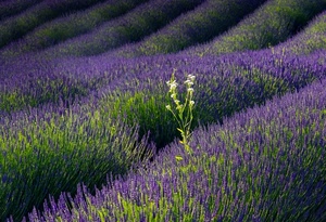 lavanda, viola, fiori, campo, verde, file, piante, filari