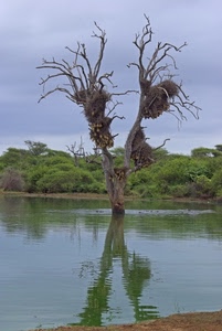 riflesso, albero, acqua, fiume, lago, rami, nidi, alberi, verde, cielo, piante