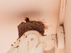 nido, rondine, uccello, becco, piccolo, uccelli