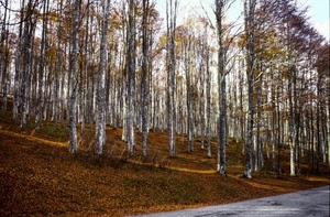 alberi, bosco, autunno, foglie, tronchi, strada, rami, giallo