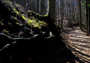 alberi, bosco, ombre, sentiero, radici, verde, tronchi