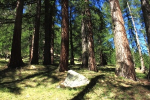 alberi, bosco, tronchi, verde, ombre, ombra, foglie, roccia, rami