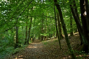 alberi, bosco, foglie, verde, sentiero, strada, rami, tronchi
