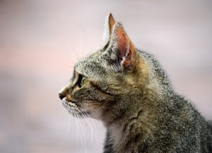 gatto, animale, orecchie, baffi, felino, muso, profilo, pelo, grigio, ritratto