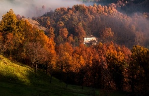 alberi, autunno, nebbia, casa, bosco, erba