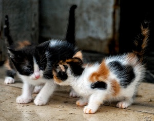 gatti, cuccioli, pelo, animali, gattini, code, due, tre, peli, maculato, zampe, felini