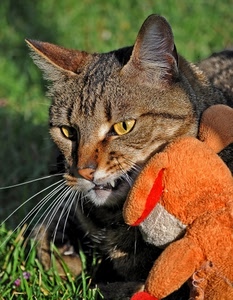 gatto, pupazzo, baffi, occhi, peluche, orecchie, muso, erba, vibrisse