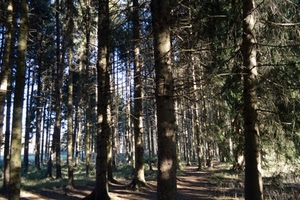 alberi, bosco, tronchi, ombre, rami, piante, foglie, verde