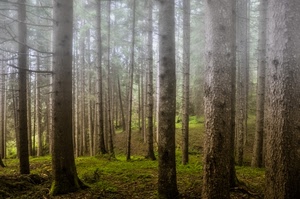 alberi, bosco, nebbia, verde, tronchi, rami, erba
