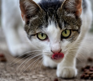 gatto, occhi, lingua, muso, baffi, felino, animale, sguardo, vibrisse