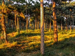alberi, bosco, tronchi, erba, verde, luce, sottobosco, ombre, prato, tramonto, piante, sole