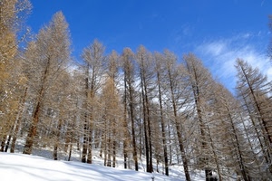 neve, alberi, cielo, rami, nuvole, bosco, bianco, azzurro, spogli, montagna, inverno, pini, larici, tanti, tronchi