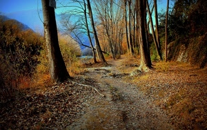 alberi, bosco, sentiero, autunno, foglie, rami, strada, erba, albero, piante, tronchi