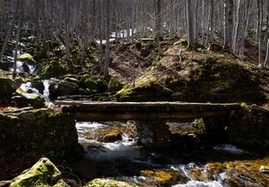 bosco, alberi, ponte, acqua, torrente, ruscello, fiume, piante, tronchi, muschio