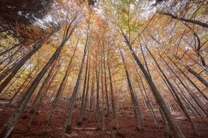 alberi, bosco, foglie, autunno, tronchi, rami