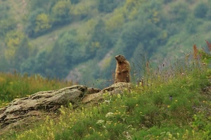 montagna, animale, marmotta, erba, roccia, prato, verde, rocce, animali