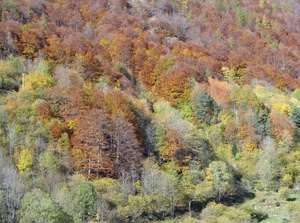 alberi, verde, bosco, autunno, marrone, foglie, giallo