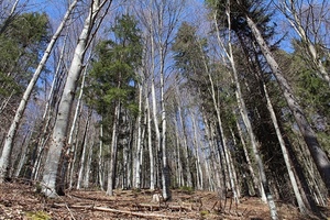 alberi, bosco, rami, tronchi, foglie, verde, cielo