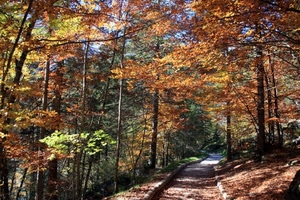 alberi, bosco, foglie, autunno, sentiero, rami, strada