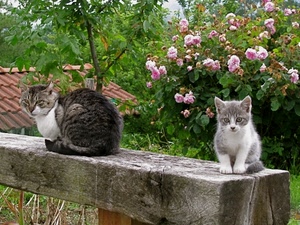 fiori, gatti, due, legno, piante, tetto, verde, rose, trave, alberi