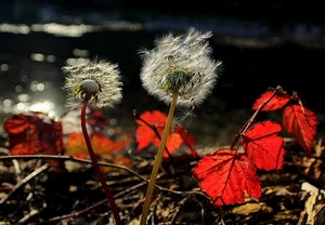 foglie, rosso, fiori, controluce, semi, due, steli, soffioni, bianco