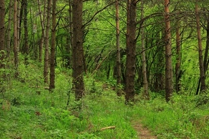 bosco, alberi, erba, verde, rami, tronchi, sentiero, foglie, sottobosco, natura, piante, vegetazione, marrone