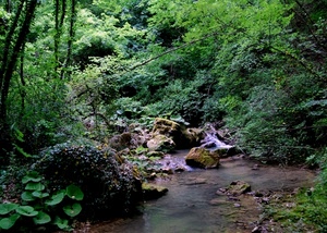 verde, acqua, ruscello, alberi, piante, foglie, bosco, sassi