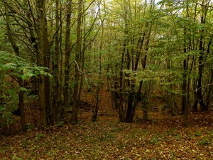 alberi, bosco, foglie, verde, rami, piante, primavera, tronchi