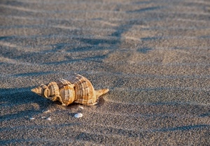 conchiglia, sabbia, spiaggia, spirale, granelli, mare, ombre, sassi, conchiglie, macro, minimalismo