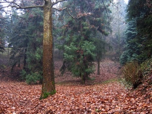 foglie, alberi, bosco, autunno, rami, verde, piante