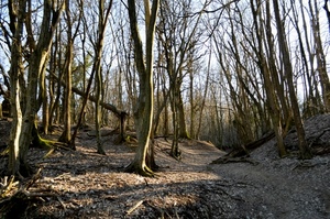 alberi, bosco, rami, tronchi, inverno, radici, ombre, spogli